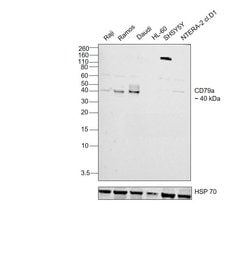Invitrogen CD79a Polyclonal Antibody 100 &mu;g; Unconjugated:Antibodies,
