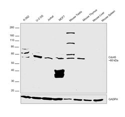 Invitrogen CDC45L Polyclonal Antibody 100 &mu;g; Unconjugated:Antibodies,