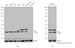 Invitrogen CDK2 Polyclonal Antibody 100 &mu;g; Unconjugated:Antibodies,