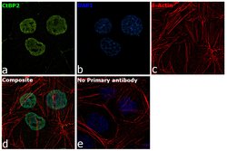 Invitrogen CtBP2 Polyclonal Antibody 100 &mu;g; Unconjugated:Antibodies,