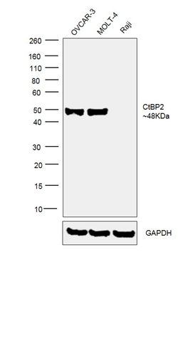 Invitrogen CtBP2 Polyclonal Antibody 100 &mu;g; Unconjugated:Antibodies,
