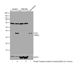 Invitrogen CTGF Polyclonal Antibody 100 &mu;g; Unconjugated:Antibodies,