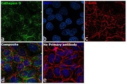 Invitrogen Cathepsin D Polyclonal Antibody 100 &mu;g; Unconjugated:Antibodies,