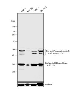 Invitrogen Cathepsin D Polyclonal Antibody 100 &mu;g; Unconjugated:Antibodies,
