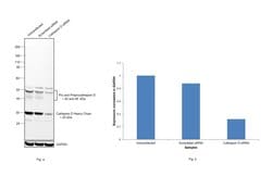 Invitrogen Cathepsin D Polyclonal Antibody 100 &mu;g; Unconjugated:Antibodies,