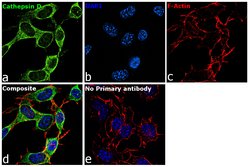 Invitrogen Cathepsin D Polyclonal Antibody 100 &mu;g; Unconjugated:Antibodies,