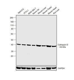 Invitrogen Cathepsin D Polyclonal Antibody 100 &mu;g; Unconjugated:Antibodies,