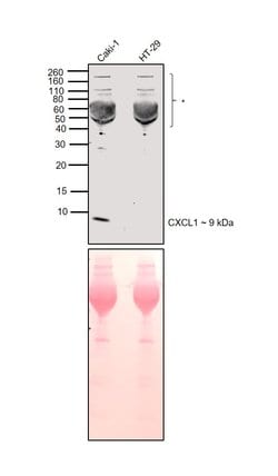 Invitrogen CXCL1 (GRO alpha) Polyclonal Antibody 100 &mu;g; Unconjugated:Antibodies,