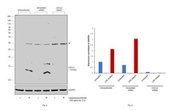 Invitrogen CXCL2 Polyclonal Antibody 100 &mu;g | Buy Online | Invitrogen&trade; | Fisher Scientific