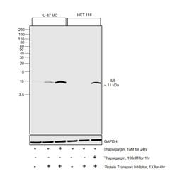 Invitrogen IL-8 (CXCL8) Polyclonal Antibody 100 &mu;g; Unconjugated:Antibodies,