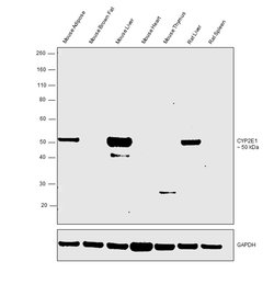 Invitrogen CYP2E1 Polyclonal Antibody 100 &mu;g; Unconjugated:Antibodies,