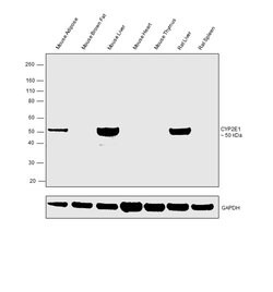 Invitrogen CYP2E1 Polyclonal Antibody 100 &mu;g; Unconjugated:Antibodies,
