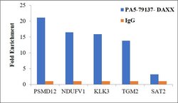 Invitrogen DAXX Polyclonal Antibody 100 &mu;g | Buy Online | Invitrogen&trade; | Fisher Scientific