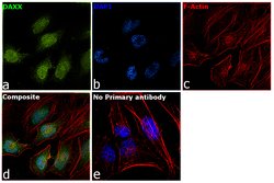 Invitrogen DAXX Polyclonal Antibody 100 &mu;g | Buy Online | Invitrogen&trade; | Fisher Scientific