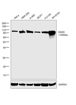 Invitrogen DAXX Polyclonal Antibody 100 &mu;g | Buy Online | Invitrogen&trade; | Fisher Scientific