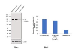 Invitrogen DAXX Polyclonal Antibody 100 &mu;g | Buy Online | Invitrogen&trade; | Fisher Scientific