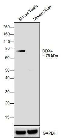 Invitrogen DDX4 Polyclonal Antibody 100 &mu;g; Unconjugated:Antibodies,