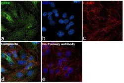 Invitrogen CD26 Polyclonal Antibody 100 &mu;g | Buy Online | Invitrogen&trade; | Fisher Scientific