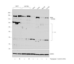 Invitrogen PERK Polyclonal Antibody 100 &mu;g; Unconjugated:Antibodies,