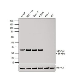 EpCAM (CD326) Polyclonal Antibody:Antibodies, Polyclonal