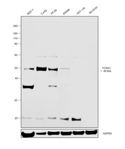 Invitrogen FOXA1 Polyclonal Antibody 100 μg; Unconjugated:Antibodies,