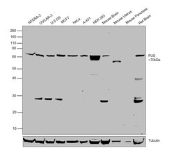 Invitrogen FUS Polyclonal Antibody 100 &mu;g; Unconjugated:Antibodies,