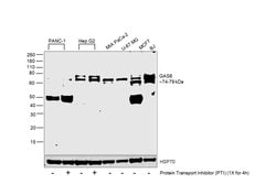 Invitrogen GAS6 Polyclonal Antibody 100 &mu;g; Unconjugated:Antibodies