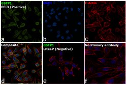 Invitrogen GSTP1 Polyclonal Antibody 100 &mu;g; Unconjugated:Antibodies,