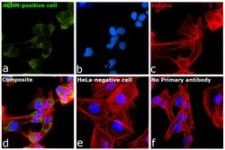 Invitrogen KIM-1 Polyclonal Antibody 100 &mu;g; Unconjugated:Antibodies,