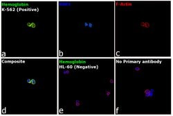 Invitrogen&trade;&nbsp;Hemoglobin alpha Polyclonal Antibody