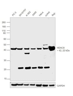 Invitrogen HDAC8 Polyclonal Antibody 100 &mu;g; Unconjugated:Antibodies,