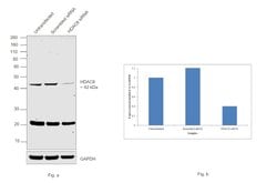 Invitrogen HDAC8 Polyclonal Antibody 100 &mu;g; Unconjugated:Antibodies,