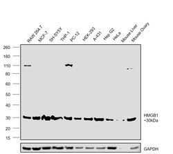 Invitrogen HMGB1 Polyclonal Antibody 100 &mu;g; Unconjugated:Antibodies,