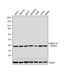 Invitrogen hnRNP A1 Polyclonal Antibody 100 &mu;g | Buy Online | Invitrogen&trade; | Fisher Scientific
