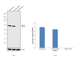 Invitrogen hnRNP L Polyclonal Antibody 100 &mu;g | Buy Online | Invitrogen&trade; | Fisher Scientific