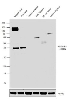 Invitrogen HSD11B1 Polyclonal Antibody 100 &mu;g; Unconjugated:Antibodies,
