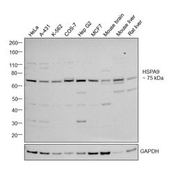 Invitrogen HSPA9 Polyclonal Antibody 100 &mu;g; Unconjugated:Antibodies,