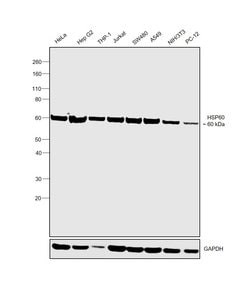 Invitrogen HSP60 Polyclonal Antibody 100 &mu;g; Unconjugated:Antibodies,