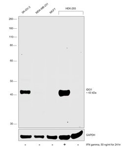 Invitrogen IDO Polyclonal Antibody 100 &mu;g; Unconjugated:Anticuerpos