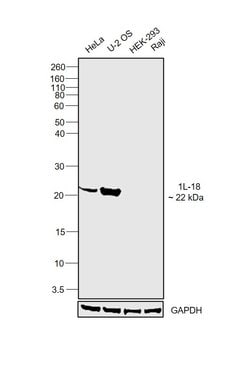 Invitrogen IL-18 Polyclonal Antibody 100 &mu;g; Unconjugated:Antibodies,