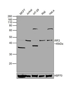 Invitrogen IRF2 Polyclonal Antibody 100 &mu;g; Unconjugated:Antibodies,