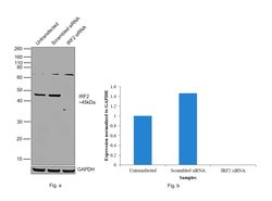 Invitrogen IRF2 Polyclonal Antibody 100 &mu;g; Unconjugated:Antibodies,
