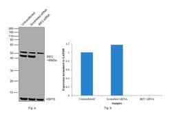 Invitrogen IRF2 Polyclonal Antibody 100 &mu;g | Buy Online | Invitrogen&trade; | Fisher Scientific
