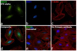 Invitrogen ISG15 Polyclonal Antibody 100 &mu;g; Unconjugated:Antikörper