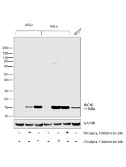 Invitrogen ISG15 Polyclonal Antibody 100 &mu;g; Unconjugated:Antikörper