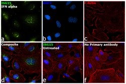 Invitrogen ISG15 Polyclonal Antibody 100 &mu;g; Unconjugated:Antibodies,