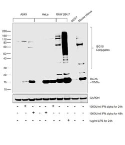 Invitrogen ISG15 Polyclonal Antibody 100 &mu;g; Unconjugated:Antibodies,