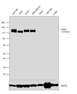Invitrogen CD49c (Integrin alpha 3) Polyclonal Antibody 100 &mu;g; Unconjugated:Antibodies,