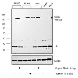 Invitrogen CD11b Polyclonal Antibody 100 &mu;g; Unconjugated:Antibodies,