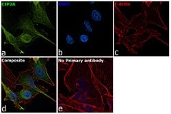 Invitrogen CIP2A Polyclonal Antibody 100 μg; Unconjugated:Antibodies,